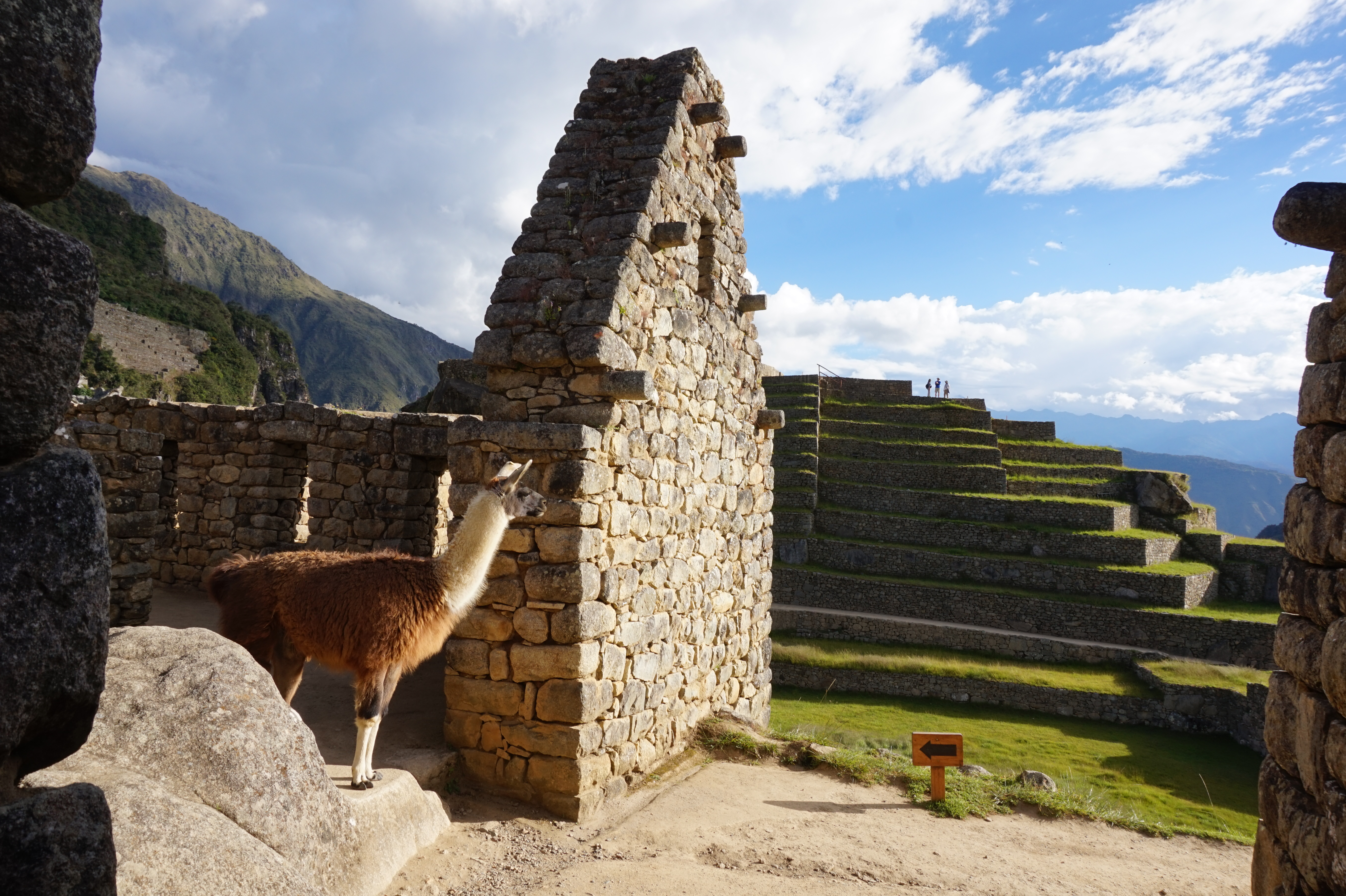 Lama @ Machu Picchu