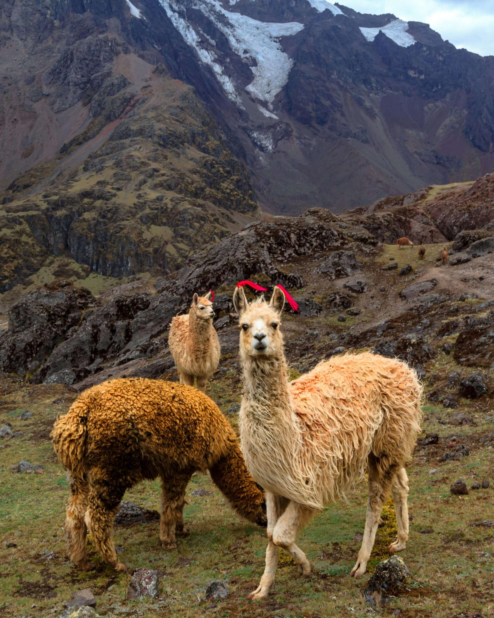 Lares