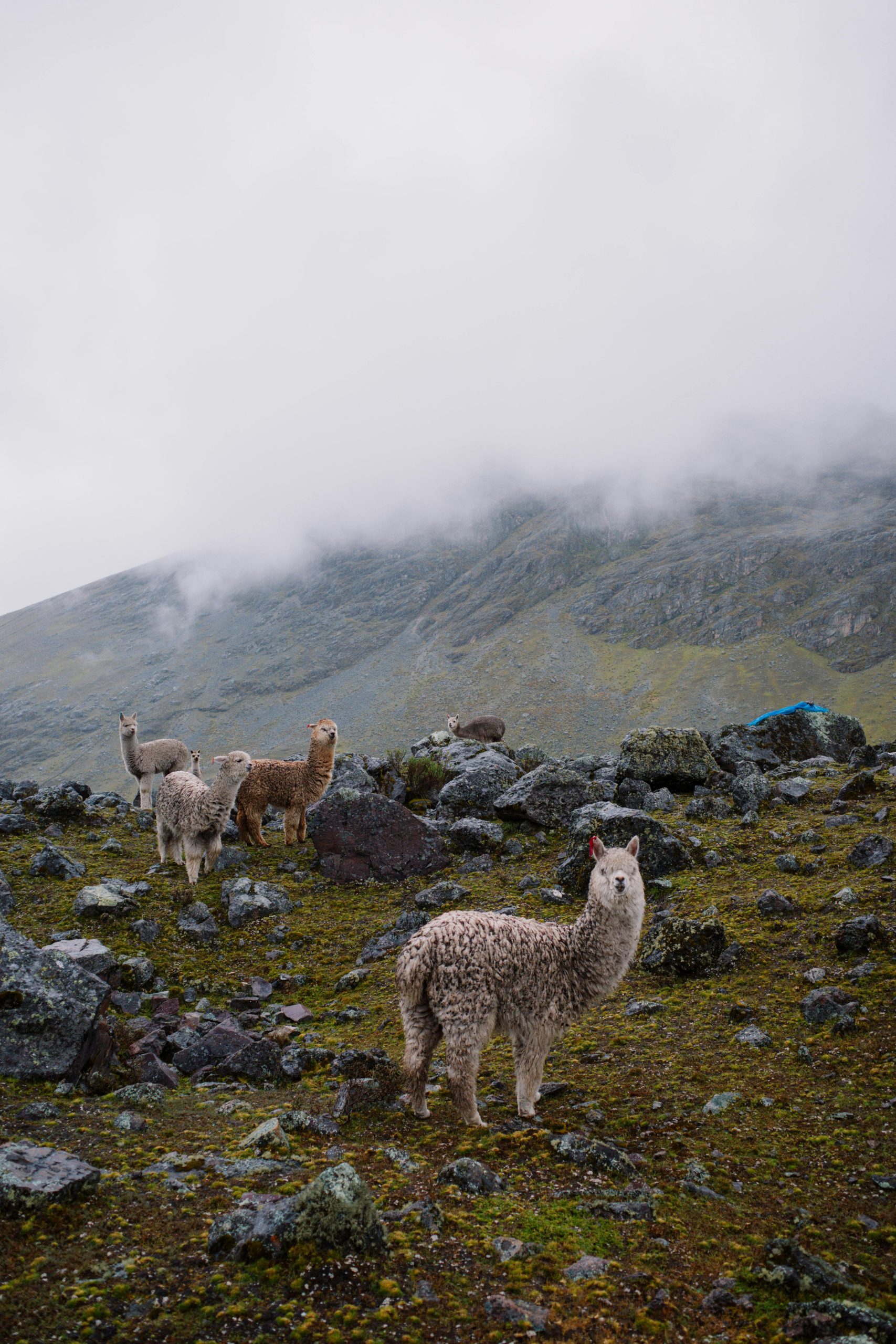 Lares Trail