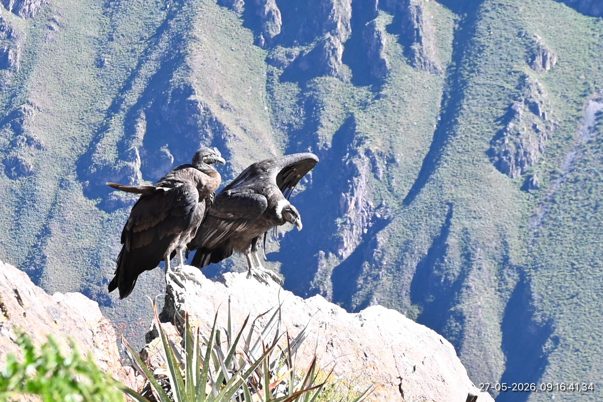 Condors in de Colca Canyon