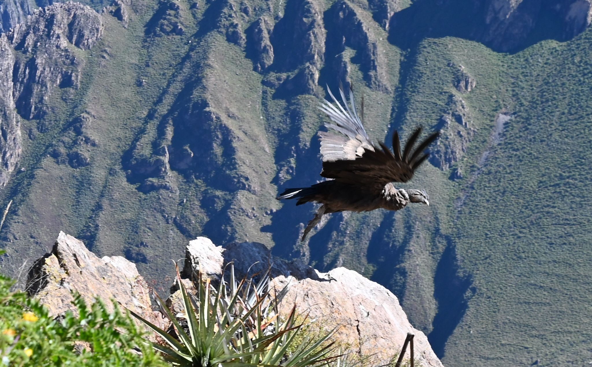 Colca Canyon