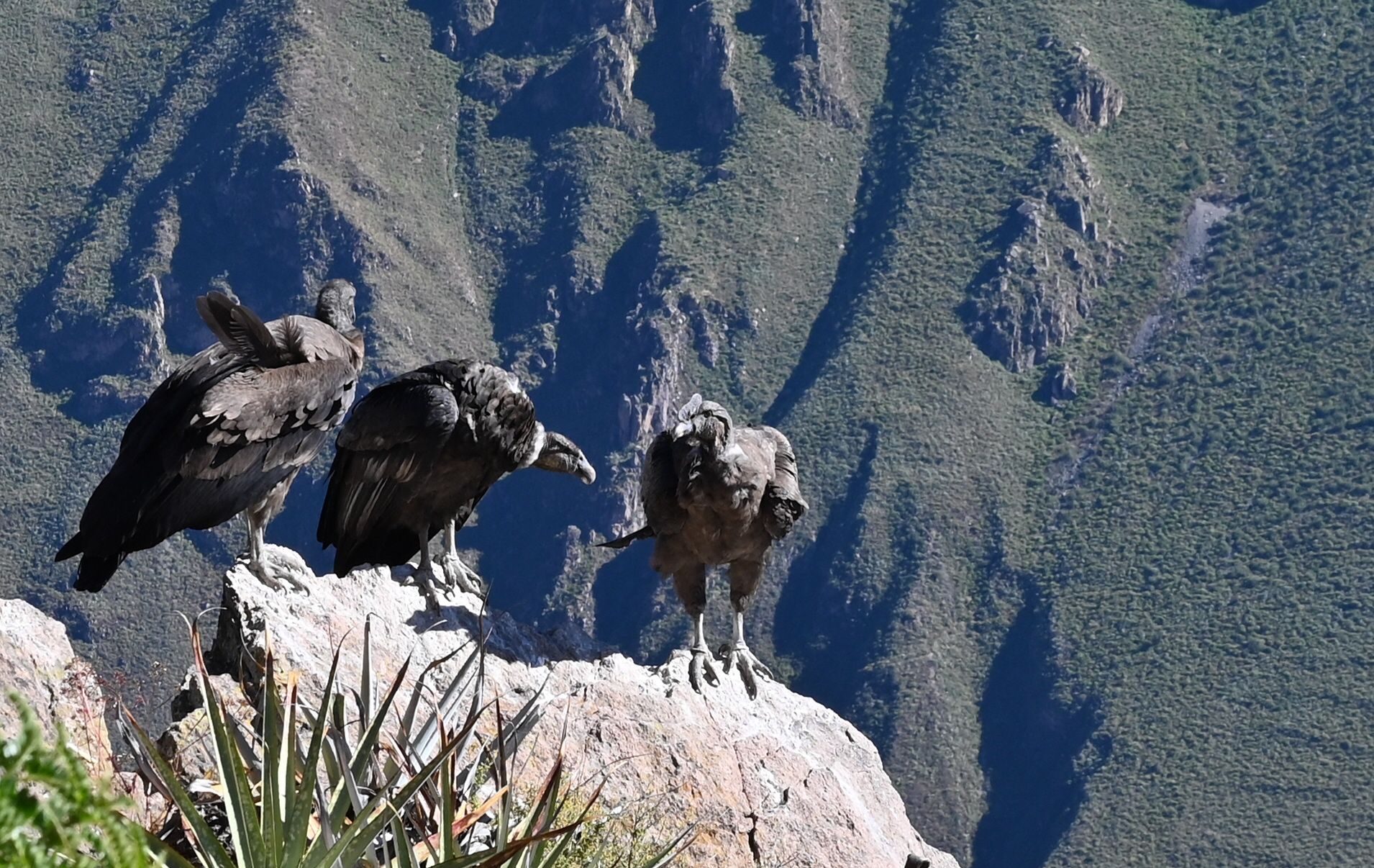 Colca Canyon