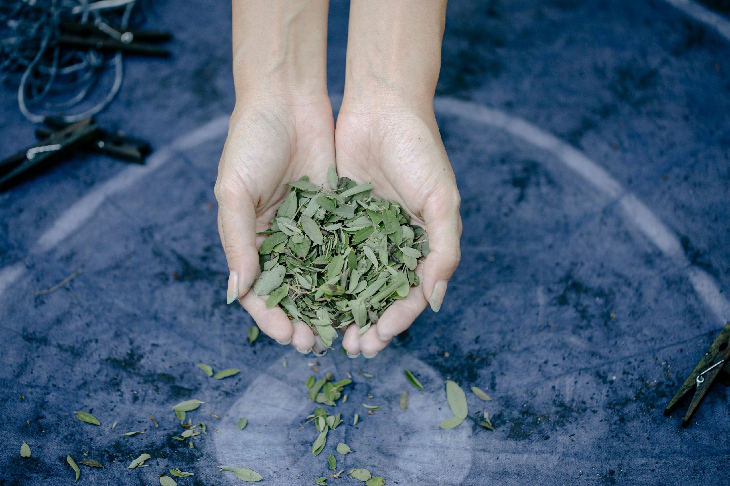 Coca leaves